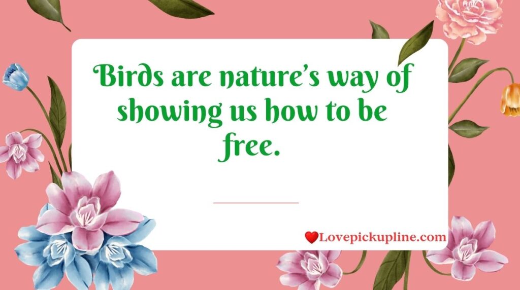 About Birds